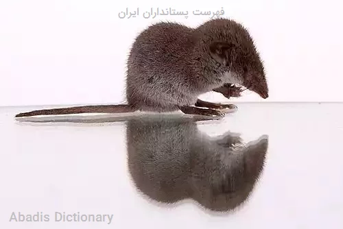 فهرست پستانداران ایران